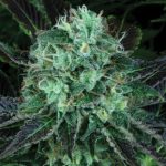 DarkStar Kush from TH Seeds