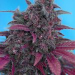 Dark Devil Auto cannabis seeds – Large yield – Sweet – Auto-Flowering – image 1 from Seed City