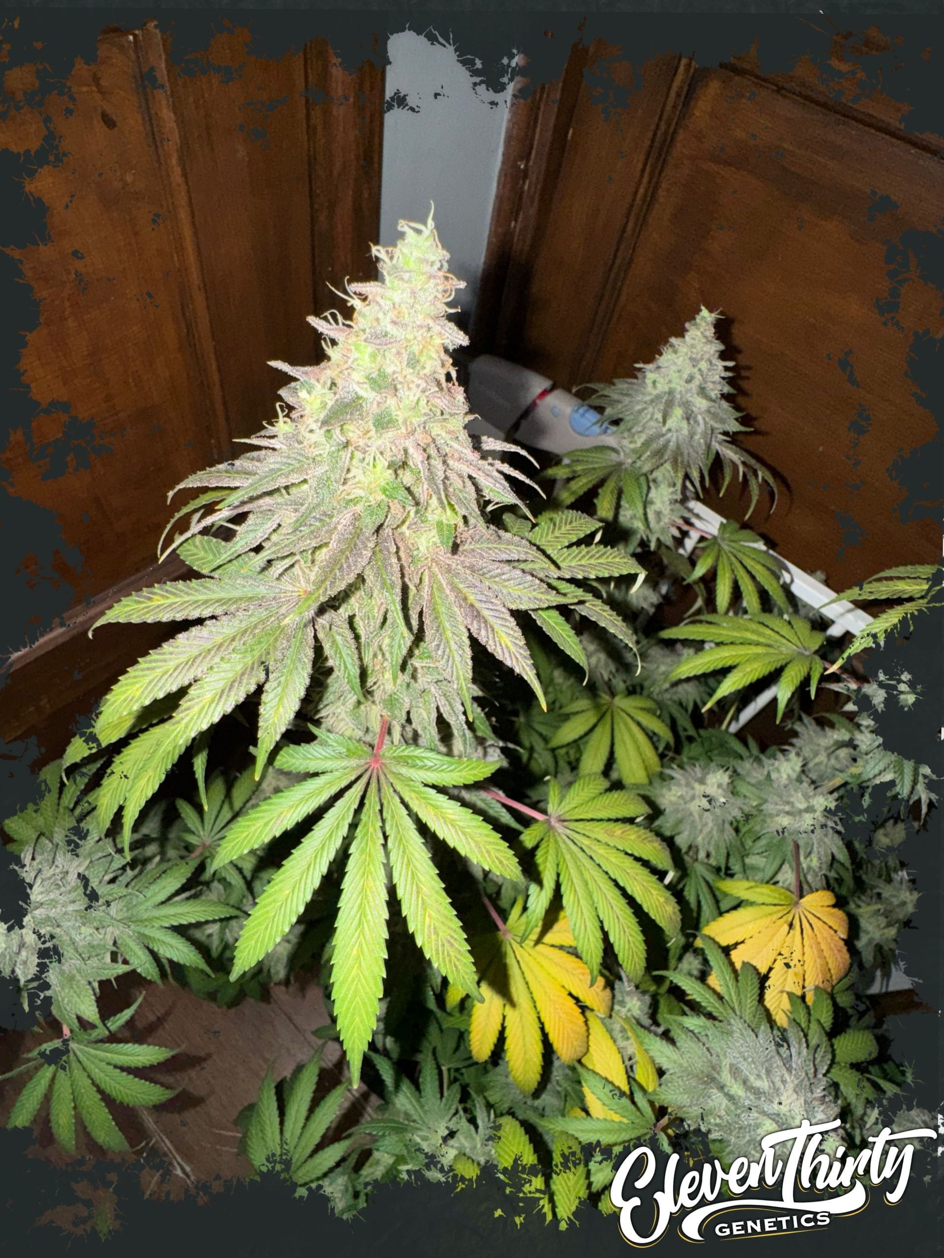Dawg Fartz cannabis seeds – Indoor – Sativa Dominant – Creative – image 1 from Seed City