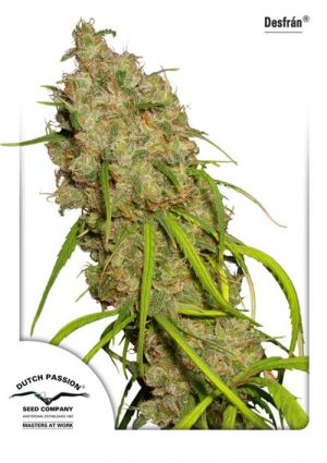 Sativa – 12/12 Photoperiod – Caramel – Desfran strain – image 1 – from Dutch Passion Seeds via Seed City