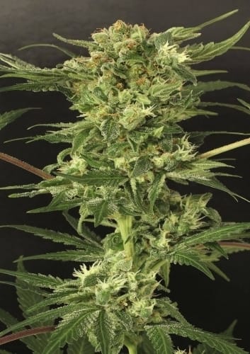 Regular – 12/12 Photoperiod – Suited for indoor growing – Devil Kush strain – image 2 – from Exotic Seed via Seed City