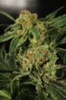 Devil Kush by Exotic Seed – 12/12 Photoperiod – Suited for indoor growing – Insomnia – image 3 – Seed City