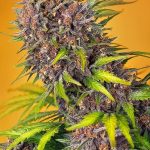 Diablo Rojo XL Auto by Sweet Seeds – Indica-heavy – Outdoor cultivation – Creative – image 1 – Seed City