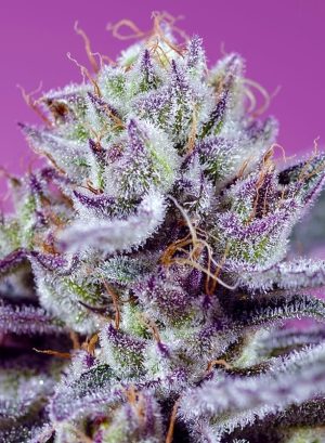 Image 1 of Diablos Delight XL Auto cannabis by Sweet Seeds – Auto-Flowering – Earthy – Feminized – Seed City