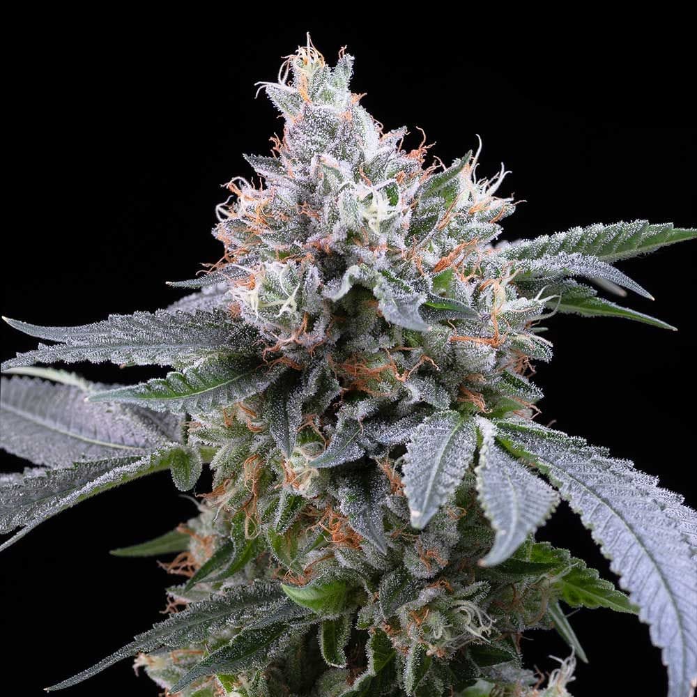 Feminized – Indoor-friendly – 12/12 Photoperiod – Dirty Diana strain – image 1 – from Cookies Seed Bank via Seed City
