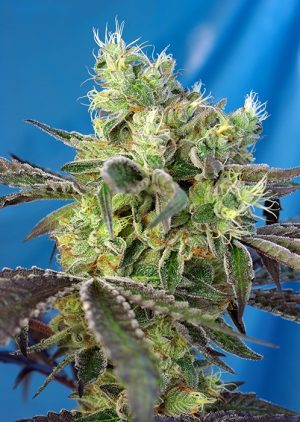 Do-Sweet-Dos by Sweet Seeds – Guaranteed female plants – Super Strength – Migraine Relief – image 1 – Seed City