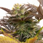 Do-si-Dos from Seed City Seeds