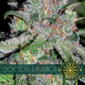 The End of September – Orange – Social – Doctor Jamaica strain – image 1 – from Vision Seeds via Seed City