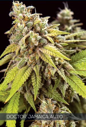 Doctor Jamaica Auto cannabis seeds – Happy – Guaranteed female plants – Auto-Flowering – image 1 from Seed City