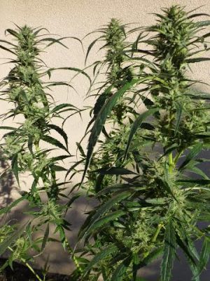 Doctor Shiva by SuperAutos by Stitch – Euphoric – Indoor-friendly – Guaranteed female plants – image 1 – Seed City