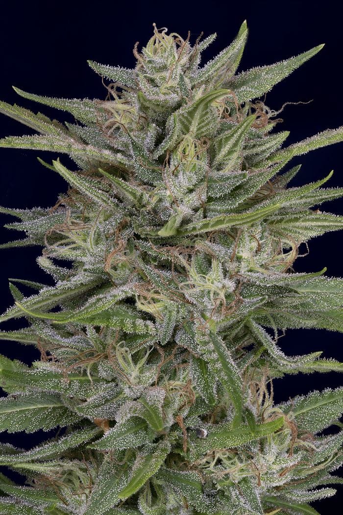 12/12 Photoperiod – Indoor – Female seeds – Don AK strain – image 1 – from Don Avalanche Seeds via Seed City