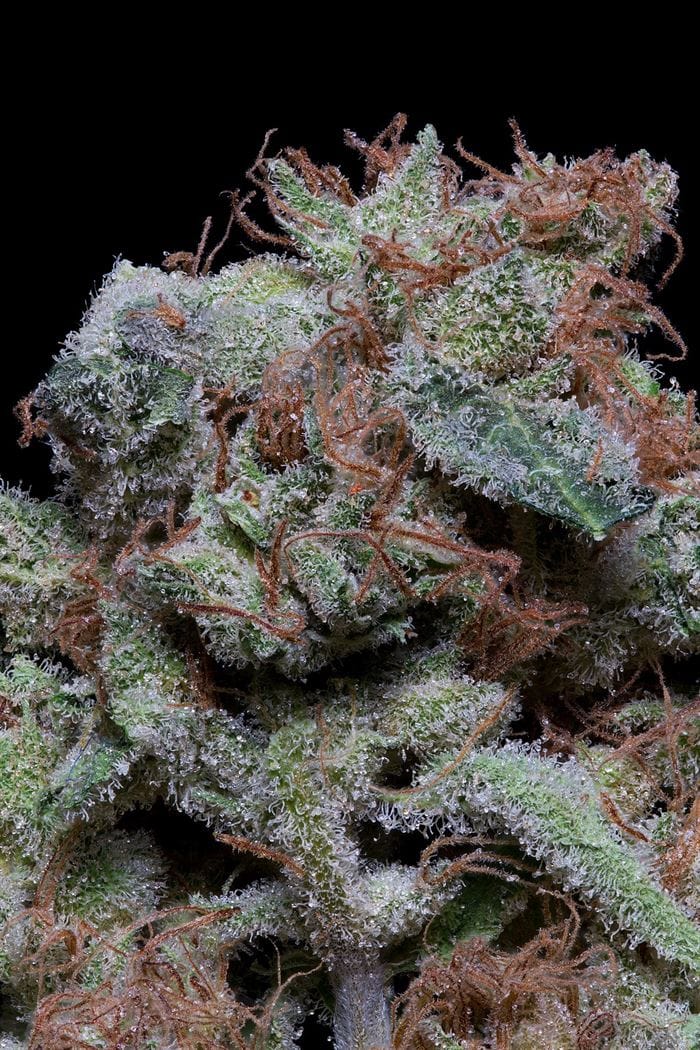 Billede 1 af Don Cherrypie cannabis af Don Avalanche Seeds – Superstyrke – Urtebaseret – 12/12 fotoperiode – Seed City