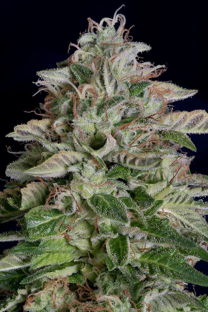 Don Megalodon from Don Avalanche Seeds