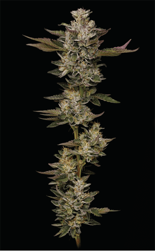Image 1 of Donutz cannabis by Humboldt Seed Company – Sweet – Greenhouse – 50% Indica/50% Sativa – Seed City