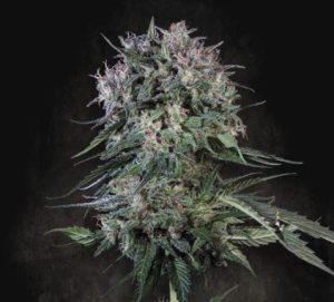Doppler cannabis seeds – 12/12 Photoperiod – Indoor – Skunky – image 1 from Seed City