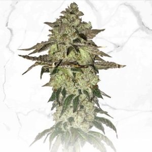 Dosidos x Birthday Cake