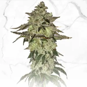 Dosidos x Birthday Cake