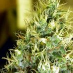Double Dutch cannabis seeds – Indica Dominant – 12/12 Photoperiod – Floral – image 2 from Seed City
