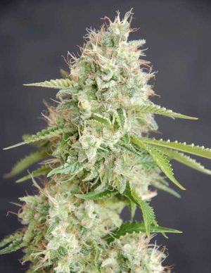 Large yield – Feminized – Narcotic – Double Cream strain – image 1 – from Cream of the Crop via Seed City