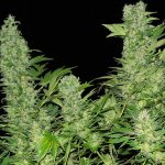 Double Dutch cannabis seeds – Floral – 12/12 Photoperiod – Indica Dominant – image 1 from Seed City