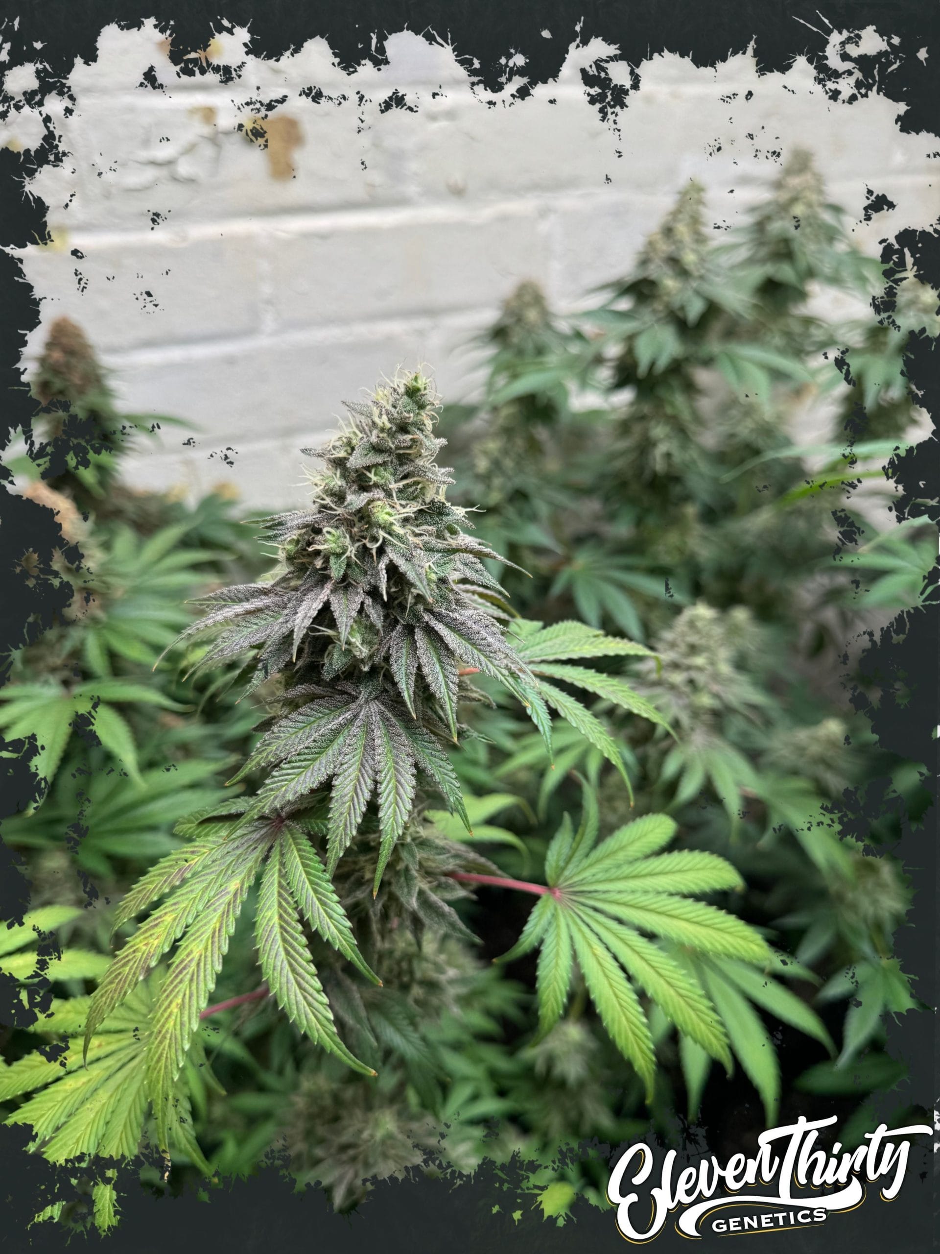 Double Scoop by ElevenThirty Genetics – Fruity – Suited for indoor growing – 50% Indica/50% Sativa – image 1 – Seed City