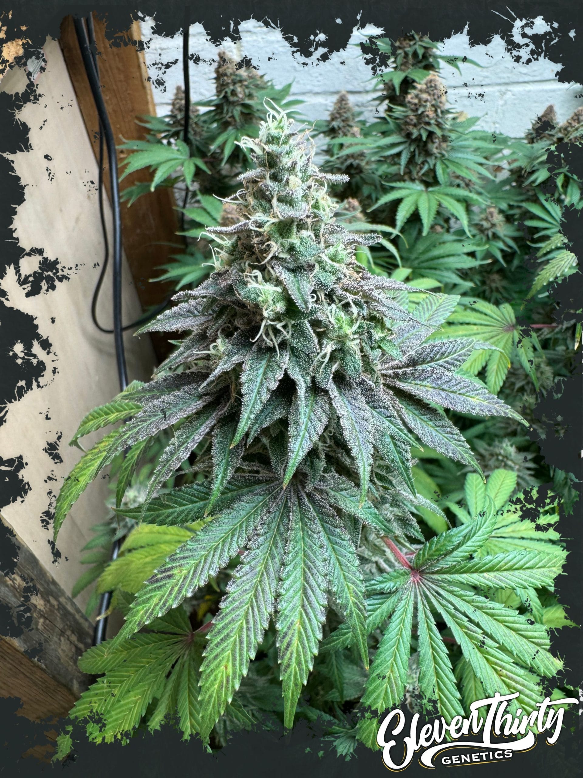 Double Scoop Auto cannabis seeds – Relaxing – Outdoor cultivation – 50% Indica/50% Sativa – image 1 from Seed City