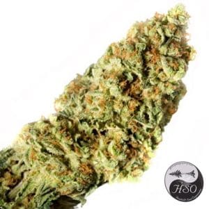 Dr Greenthumbs Em-Dog