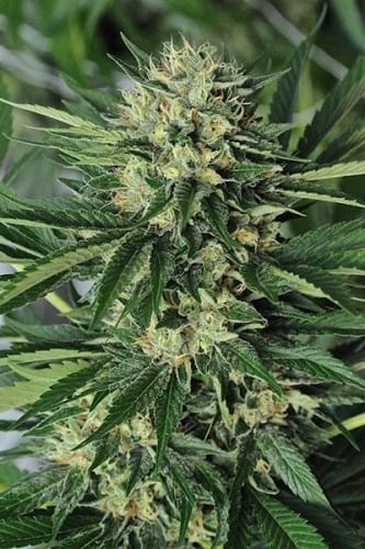 Dr Greenthumbs Em-Dog by Humboldt Seed Organisation – Middle of October – Indoor – Gassy – image 2 – Seed City