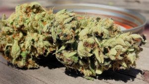 Dragons Blood Hashplant