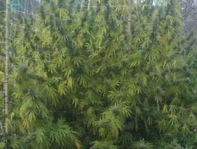 Dread Bread by Bodhi Seeds – 50% Indica/50% Sativa – Motivational – Indoor – image 2 – Seed City