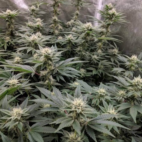 Image 3 of Dread Bread cannabis by Bodhi Seeds – 50% Indica/50% Sativa – Regular – Indoor – Seed City
