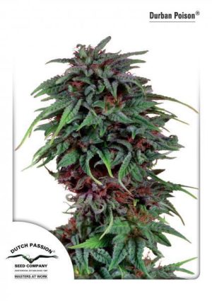 Durban Poison cannabis seeds – Regular – Spicy – Sativa Dominant – image 1 from Seed City