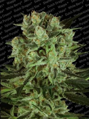 Durga Mata 2 CBD by Paradise Seeds – Female seeds – Hashy – 12/12 Photoperiod – image 1 – Seed City