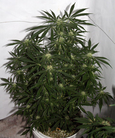 Early Skunk Haze by Mr Nice Seeds – 50% Indica/50% Sativa – Middle of October – 12/12 Photoperiod – image 2 – Seed City