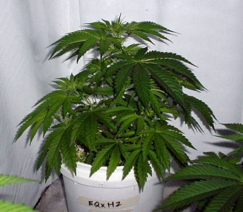 Early Skunk Haze cannabis seeds – Middle of October – 12/12 Photoperiod – Regular – image 3 from Seed City
