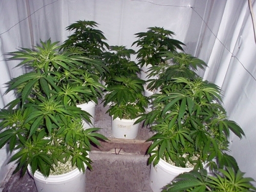 Image 4 of Early Skunk Haze cannabis by Mr Nice Seeds – Middle of October – 12/12 Photoperiod – Outdoor – Seed City