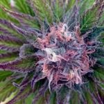 showing 12/12 Photoperiod – Sativa-leaning – Greenhouse – image 6 – Seed City