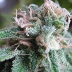 Early Skunk from Seedsman Seeds