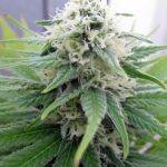 Early Skunk by Seedsman Seeds – Tall (140cm plus) – 12/12 Photoperiod – Focused – image 4 – Seed City