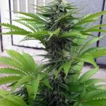 Early Skunk by Seedsman Seeds – Sativa-leaning – Greenhouse – Focused – image 3 – Seed City