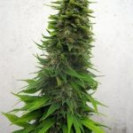 Early Skunk cannabis seeds – Sativa-leaning – Tall (140cm plus) – 12/12 Photoperiod – image 2 from Seed City