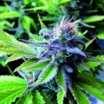 Early Skunk by Seedsman Seeds – Floral – 12/12 Photoperiod – Greenhouse – image 7 – Seed City