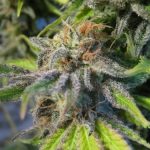 Early Skunk by Seedsman Seeds – Sativa-leaning – Tall (140cm plus) – 12/12 Photoperiod – image 8 – Seed City