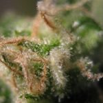 Focused – Middle of September – Floral – Early Skunk strain – image 9 – from Seedsman Seeds via Seed City