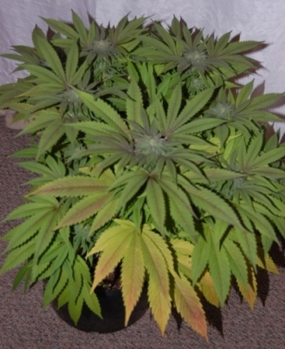 Image 2 of Early Bubba Kush cannabis by Reeferman Seeds – Middle of September – 12/12 Photoperiod – Earthy – Seed City