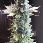 Early Skunk by Seedsman Seeds – Floral – Greenhouse – Tall (140cm plus) – image 1 – Seed City