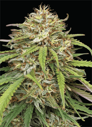 Ed Rosenthal’s Super High Life