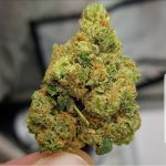 El Chapo by The Plug Seedbank – Large yield – Female seeds – Outdoor – image 2 – Seed City