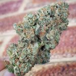 El Chapo from The Plug Seedbank