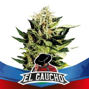 El Gaucho Faster Flowering
